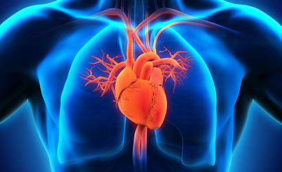 heart