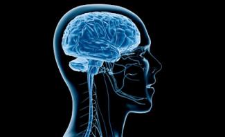illustration of brain